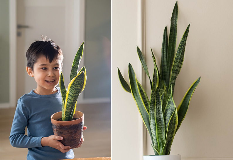 Le migliori piante da appartamento che vivono con poca luce